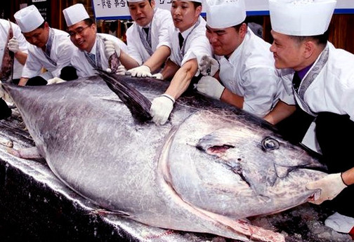 Symbolbild vom Fang eines roten Thunfisches in Japan